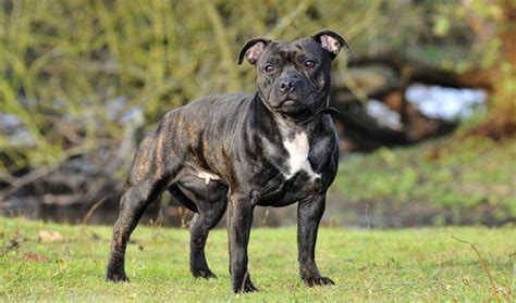 Are Staffordshire Bull Terriers Good With Children