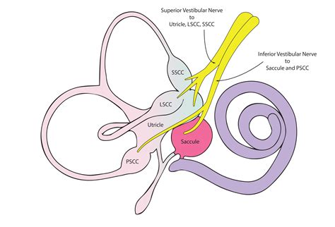 Anatomy of the inner ear | enteducationswansea