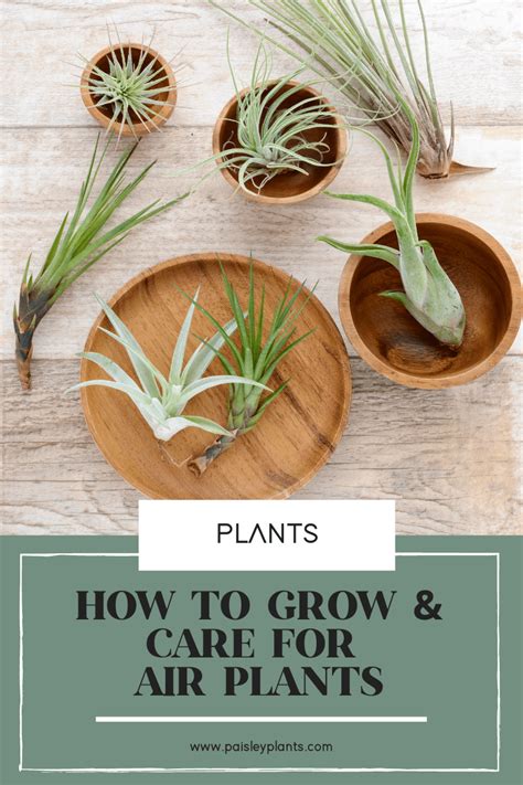 How to Care for Air Plants (Tillandsia) - Simple Grow Tips - Paisley Plants