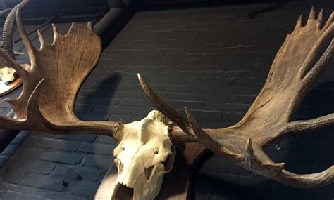 Magnificent antlers of a Canadian moose - BEAST Interiors