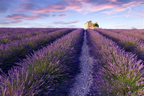 10 Best Places to See Lavender Fields in France - What are France's Most Popular Lavender Fields ...