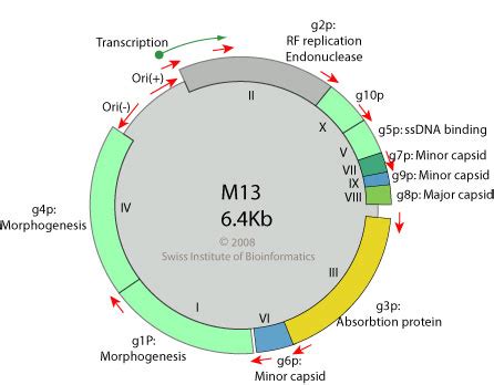 Inovirus ~ ViralZone