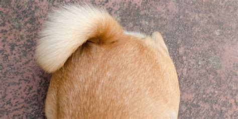 What Is a Dog's Tail Made Up Of – Shapes, Functions & Tail Injuries