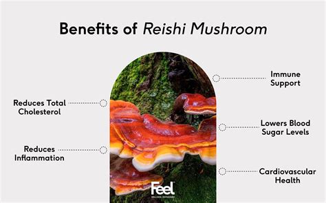 Ganoderma Lucidum Mushroom Vitamins | edu.svet.gob.gt