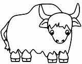 Yak Coloring Pages Cow Kids Highland Colouring Clipart Voluminous  sketch template