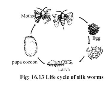 Silk Moth Life Cycle