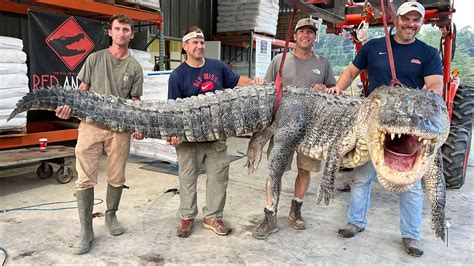 Mississippi hunters capture longest alligator in state history