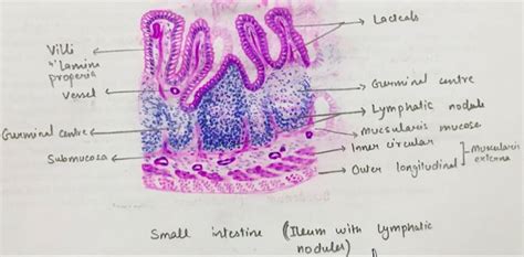 Small intestine histology | Histology slides, Neon signs, Projects to try