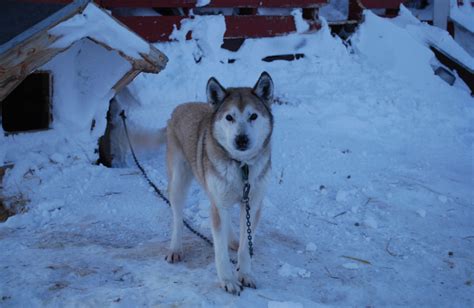 Alaskan Husky Dog Breed Temperament Diet Training - Platpets - Training ...