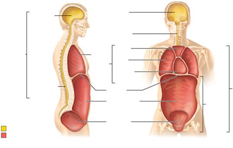 Dorsal & Ventral Body Cavities and their Subdivisions Diagram | Quizlet