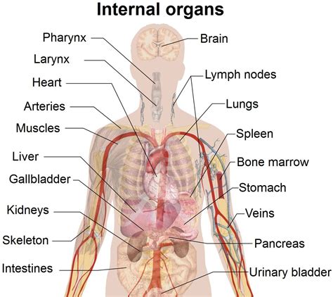 Diagram Of Internal Body Organs Human Organs Coloring Pages For Kids Human Body Organ Printables ...