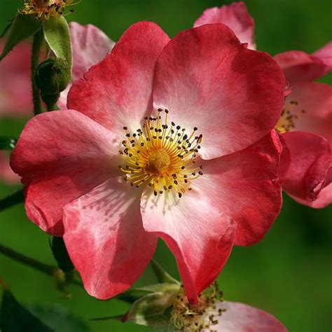 Romania National Flower Dog Rose Pictures - | Dog flower, Rose pictures, Flower photos