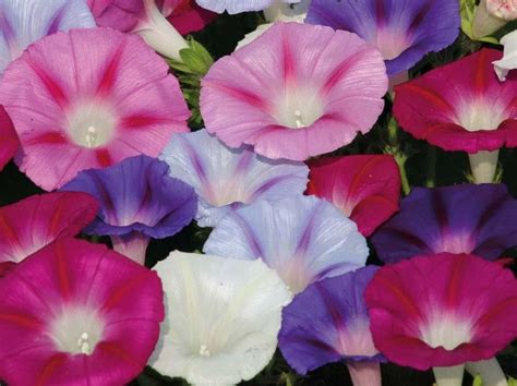 MORNING GLORY FLOWER Seeds(Tall Morning Glory Vine) Mixed Colors Seeds ...