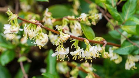 Plant of the Week - Winter Flowering Honeysuckle - Cultivation Street