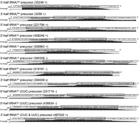 Identification of tRNA half precursors for tRNA splicing in trans. The... | Download Scientific ...