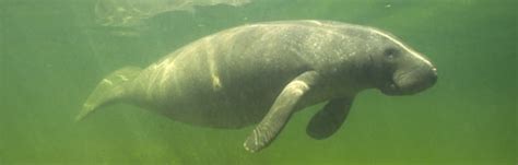 Manatee Anatomy