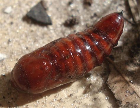 Unknown Red Larva - BugGuide.Net