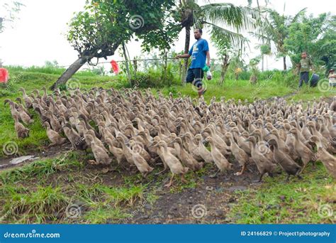 Duck Farming Editorial Stock Image - Image: 24166829