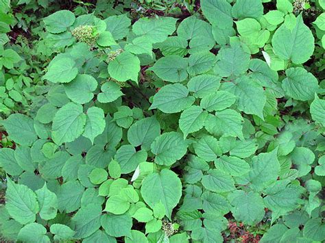 American Spikenard (Aralia racemosa) organically grown flower seeds ...