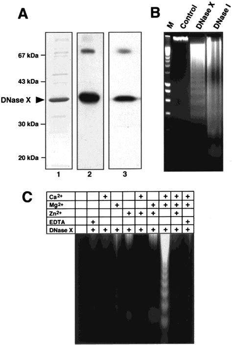 Expression and biochemical features of recombinant DNase X. (A ...