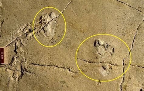 5.7 Million-year-old Human Footprints Fossil May Challenge History of ...