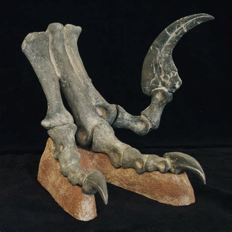 Utahraptor Foot Replica | DINOSAURS ROCK SUPERSTORE | Fossil & Mineral ...