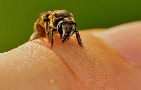 Bee Venom Therapy - Treatment For Various Diseases | BrightHealing.com