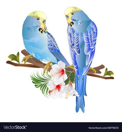 Blue Budgerigar