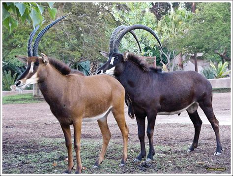 Female and male Sable antelope .Sables tend to be found in woodland areas during the wet season ...