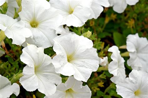 White Petunia Varieties – Learn About Growing White Petunia Plants