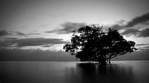 Silhouette of tree, trees, water, dark HD wallpaper | Wallpaper Flare