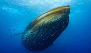 Watch the largest feeding frenzy of fin whales ever recorded