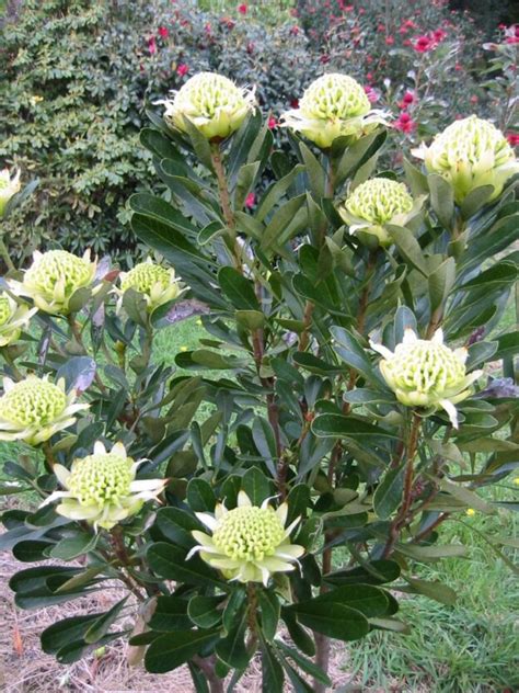 New Waratah (Telopea) Varieties | Gardening With Angus