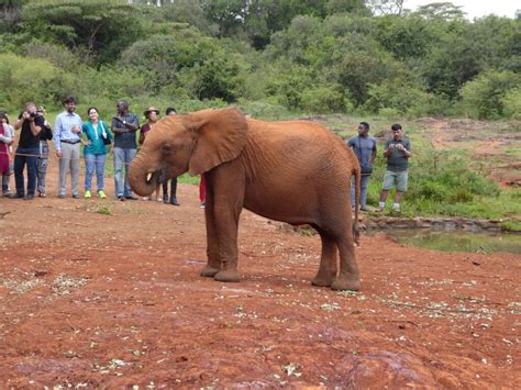 The David Sheldrick Wildlife Trust — the Orphans’ Project