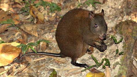 Climate change is threatening the tiny, adorable musky rat-kangaroo | Grist