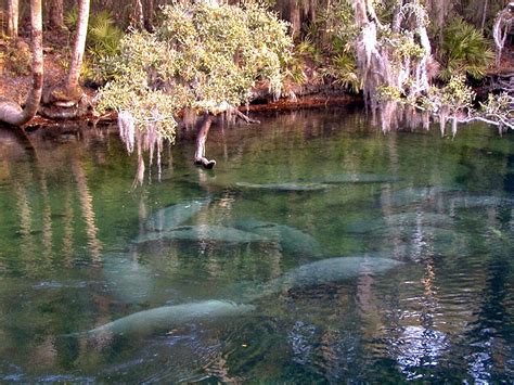 It's Manatee Season in Florida - See Them at Blue Spring State Park ...