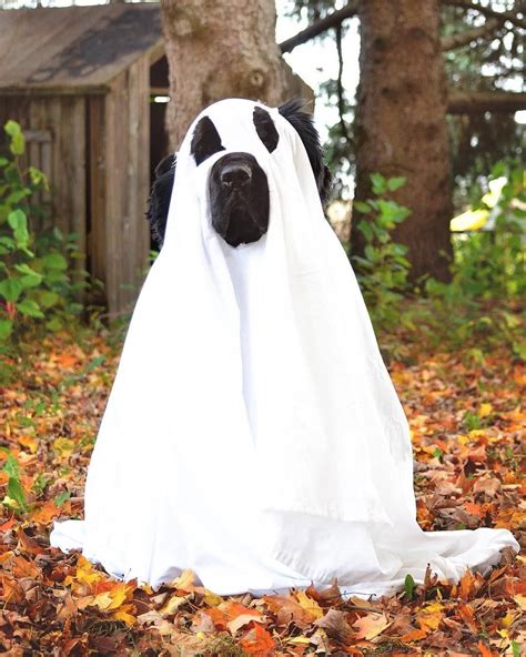 12 Newfies That Are Going To Get All Your Treats On Halloween - mybrownnewfies.com # ...