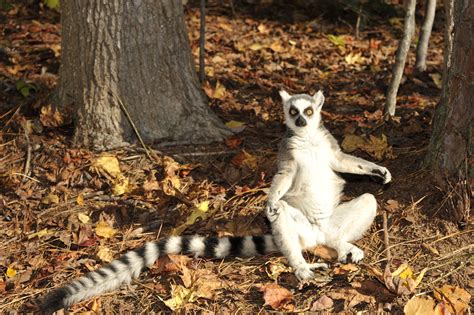 Ring-tailed Lemur - Duke Lemur Center