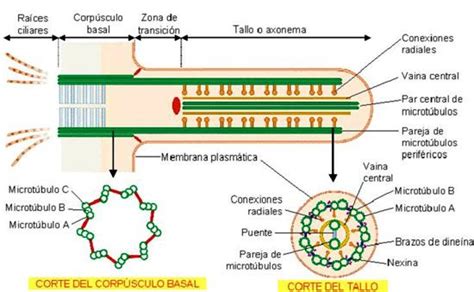 Cilios y flagelos | Membrana plasmática, Biología, Anatomía