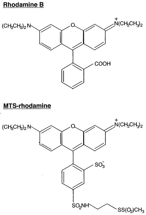 Structures of rhodamine B and MTS-rhodamine. | Download Scientific Diagram