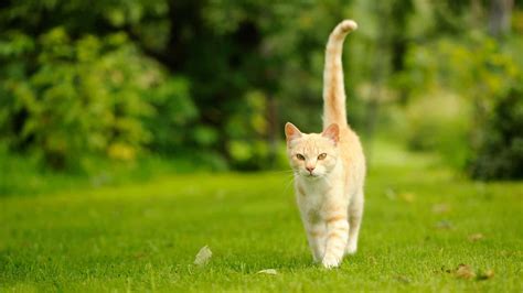 Why Do Cats Have Tails? (Their Incredible Purpose)