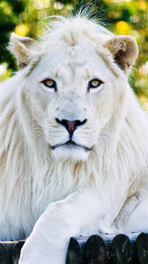 White Lion Wallpapers - Top Free White Lion Backgrounds - WallpaperAccess