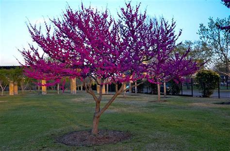 Texas Redbud tree. These are everywhere right now!! They grow wild, and you can spot them on the ...