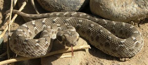 Afghanistan Reptiles « NORTHWEST WILDLIFE ONLINE