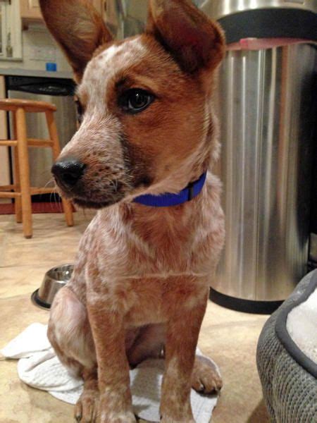 Penny the Australian Cattle Dog Mix | Australian cattle dog red, Cattle dog, Red heeler dog