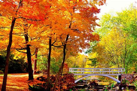 The Best Places to See Fall Foliage in Montreal