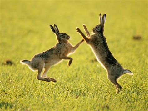 Random Fact: March Hare | Animals, Hare pictures, Hare