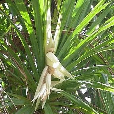 Ganjam District: It’s a field day for sellers of ‘ketaki’ flowers in Silk city Berhampur