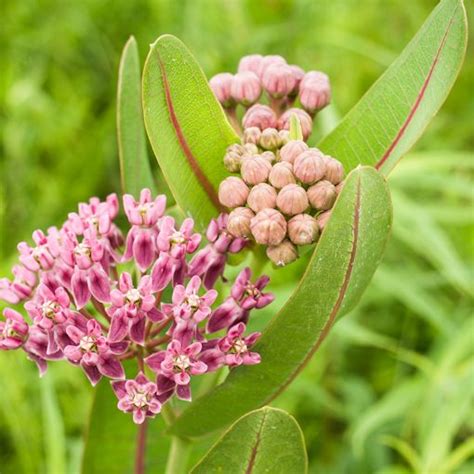 Prairie Milkweed Seeds (Asclepias sullivantii) for Your Butterfly Garden!