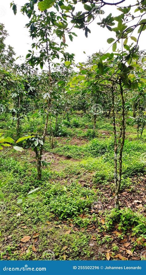 Arabica Coffee Plantation at Simalungun North Sumatera Stock Photo ...